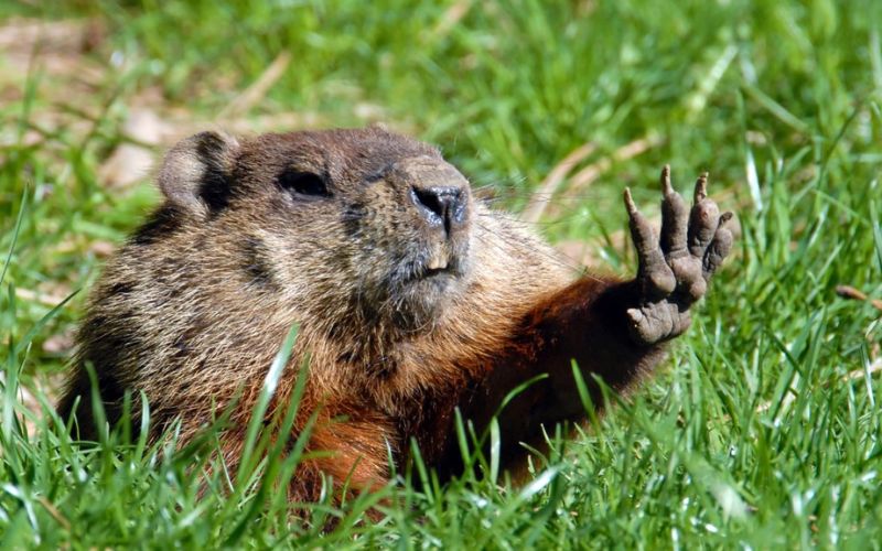 2024 Marketing Calendar - February - groundhog 